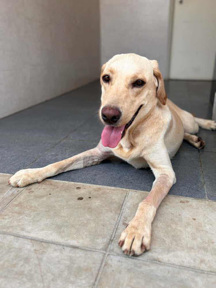 Hello Pet Parents, 
Please help in adoption, it’s been 2 months. If you know anyone who is willing to give a better life to him. Please drop me a message. Currently he is in boarding, bangalore location. 

WhatsApp only : 9036031958