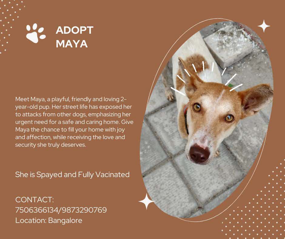 Maya is our community dog (in Kudlu Gate) and is very friendly with humans but sadly is unable to survive outside as she is not part of a pack and gets attacked frequently. Looking for a forever home for her.