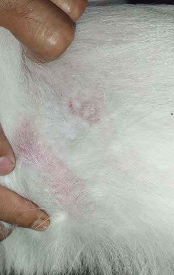 Hello doc, my dog is having some skin issues, including rashes and excessive fur loss, he has been scratching so much.. 
What should I provide him?