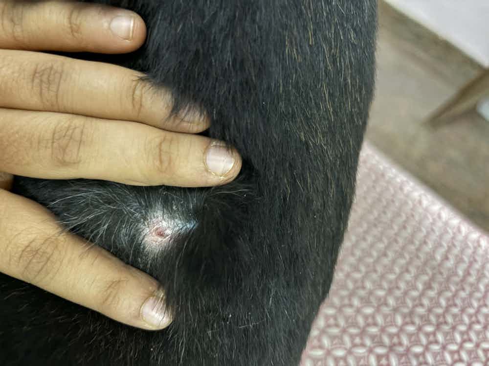 Found this bump on my 2 year old GSD today. What is this? Any idea?