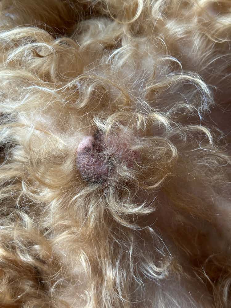 Doctor can you please advice looks like an infection, I noticed it on my pets testicle .