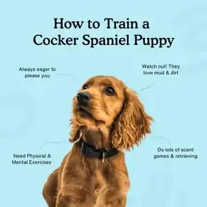 how to train a cocker spaniel puppy