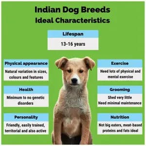Indian dog breeds characteristic