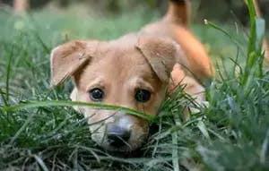 Indian puppy in grass