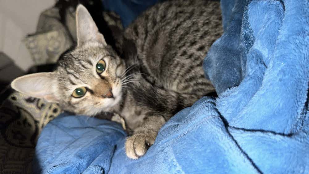 Mimi, the playful roadside kitten, is a bundle of joy seeking a forever home. She's incredibly friendly, adores human touch, and radiates playful energy. Let's find Mimi the loving family she deserves!