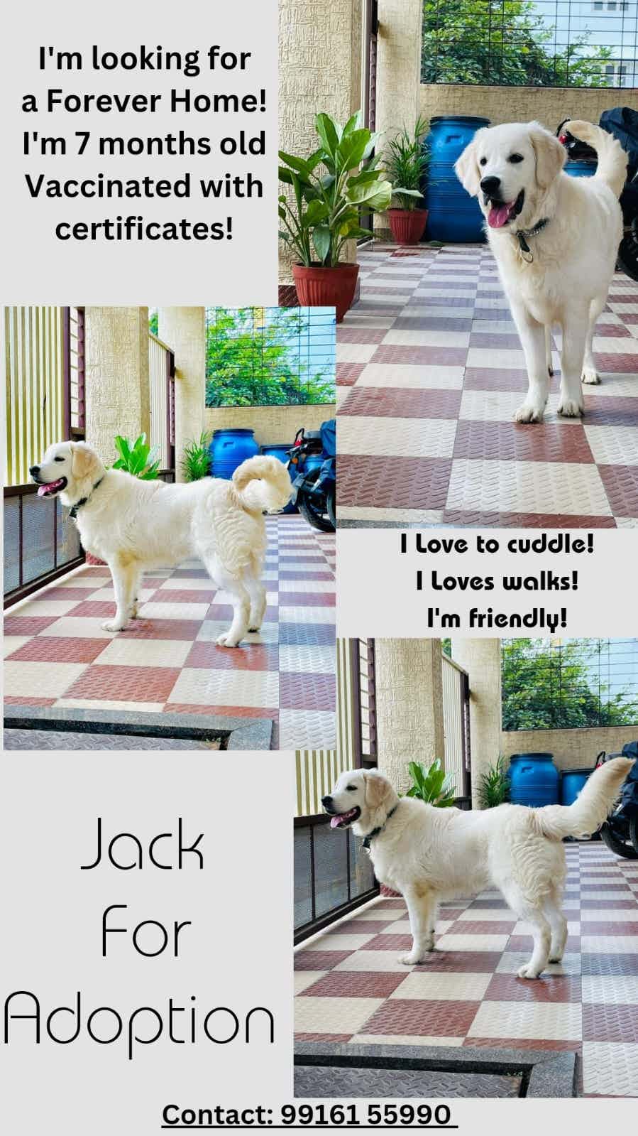 Hi, I want to put my Zacku for adoption as I am moving out to another city and cannot manage him all by myself. Zacku is, very friendly, naughty, active, loves playing running race, likes to eat chicken. I am looking for a loving parent for my Zacku at the earliest before 27th November 2023 as I have a flight to catch on the same day. Thanks.