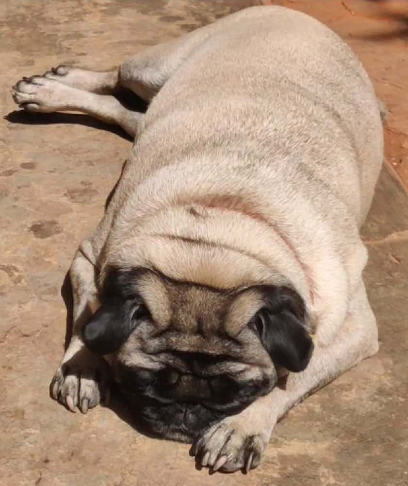 Like everytime it's a great service by Sunil & team . Thank you so much for the team and kuddle .
My baby is relaxed  and taking sun bath after the grooming session . 💞