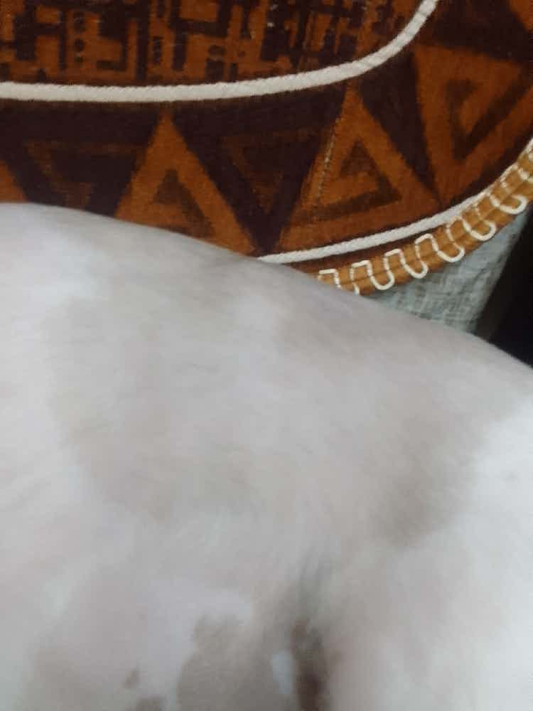 My pet is a shih tzu named grace(female)and she is a year old we recently got her shaved and we found a lump/bump what looks like this here in the pictures down below near her tail is this a sign of cancer or just a non cancerous tumor please help me I just want to know what this is before we take her to the vet