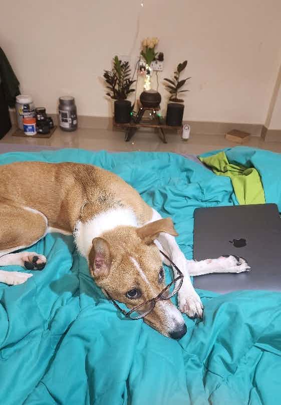 Puupu says- 🐶 🐾 Can my hooman only do work from home even I do work  from home 🐾 🐶