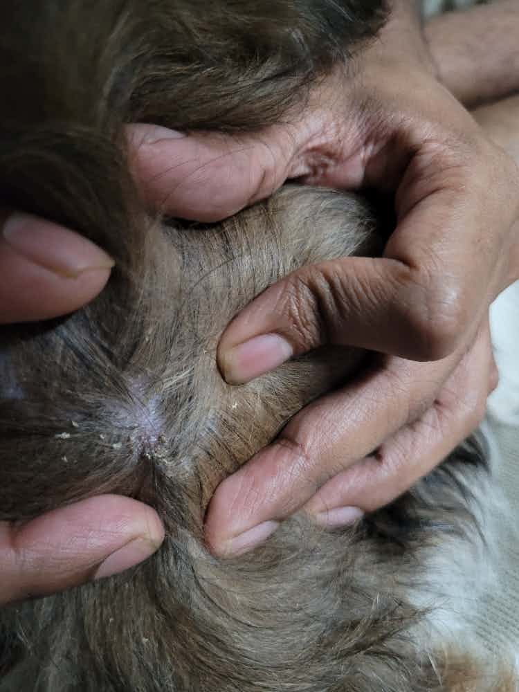 My dog has a wound kind of thing bear his tail. When we touch it, he is in pain. Kindly help on how to deal with this.