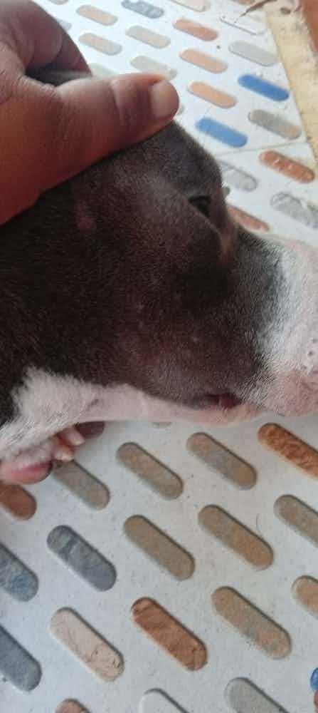 American bully ,4month,male dog
Can u suggest me what have happened to him and how to cure it