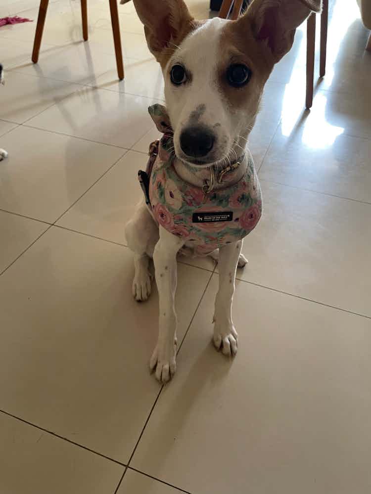 Location: Bengaluru 

Cheeni is looking for her forever home.

Cheeni is 4 month old female who was rescued with a fractured limb when she was just 1.5 months old. She's completely heeled now and fully vaccinated and dewormed. She's very energetic, friendly with other pets and humans.
Please help her find her forever home.
Contact 8095726752 if you wish to adopt her.