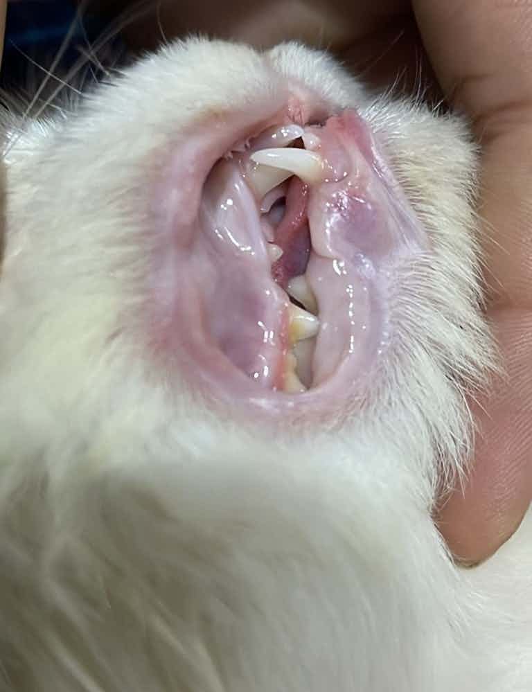 My cat's nose and gums are of this colour, is this normal?