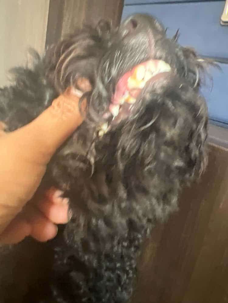 My poodle is 12 months old and loose 1 tooth.