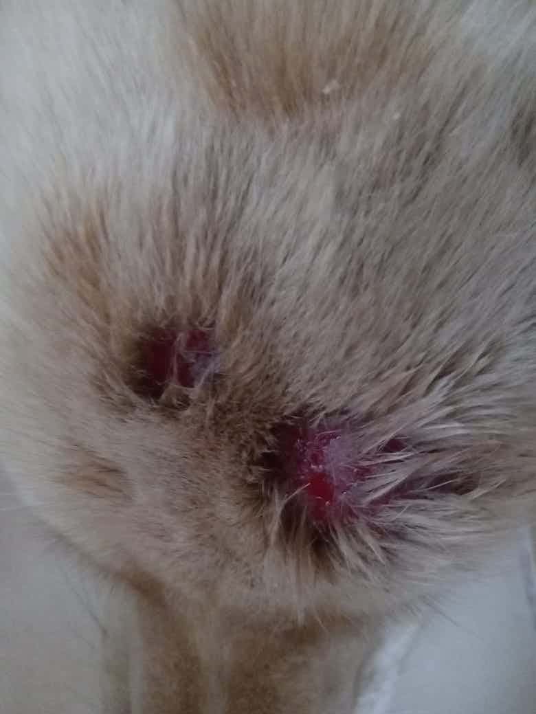 There is some infection on my pet head… can you please check whats this?