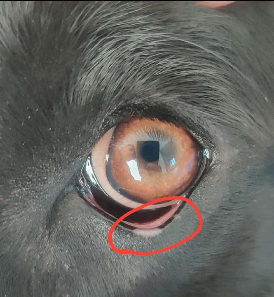 Hi! 
I just saw this white spot on Maggie's one lower eyelid. What could it be? Appears like discoloration but can't say.