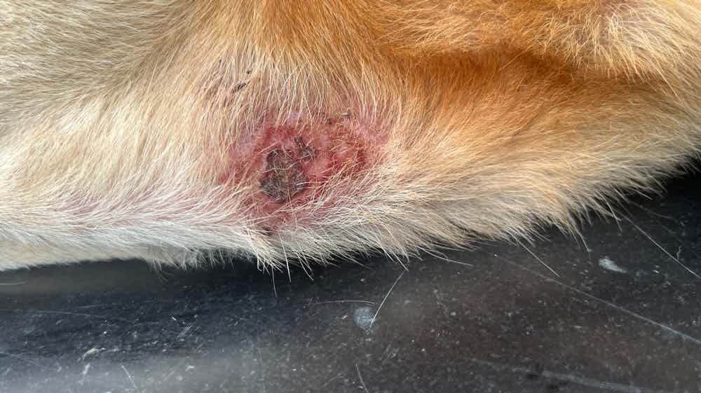 Hi my dog has this skin infection please anyone help here