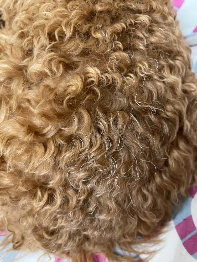I see grey hairs on my toy poodle 
She is 6 months old. Is this some kind of deficiency that needs to be taken care ? 
Let me know if food needs to be changed or any supplements to be given ? 
As of now, she is on Royal canine and home cooked meals ( dal , rice and veggies) 
Occassionally she eats watermelon, cucumber and carrots.  
- she is not on any supplements 
- groomer informed that her skin is dry . Kindly suggest what supplements to be given for this condition


Thank you