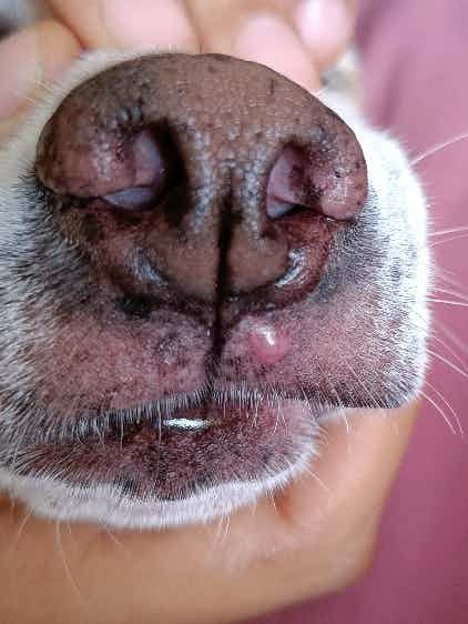 What is this acne/ pimple like bump right underneath my fur baby's nose? Should I be concerned? Any advice?
