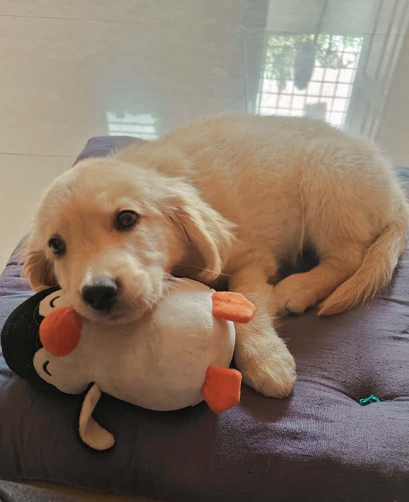 I have a golden retriever puppy age 75 days old in Bangalore. If anyone interested to adopt, please comment to show your interest. We can discuss further.

Thanks,
Nishant
