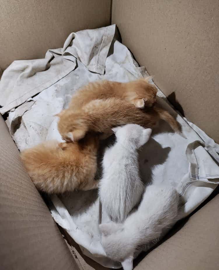 Hi everyone! I rescued 5 kittens last night and I'm doing a fund raiser for them. They lost their mother in a dog attack. I'm trying to raise Rs. 8500 for their food, shelter and medical expenses. Please help in contributing by sending the money to this number 7697930187 (gpay). Your smallest contribution will also be of a great help! Thank you! Also open for adoption.