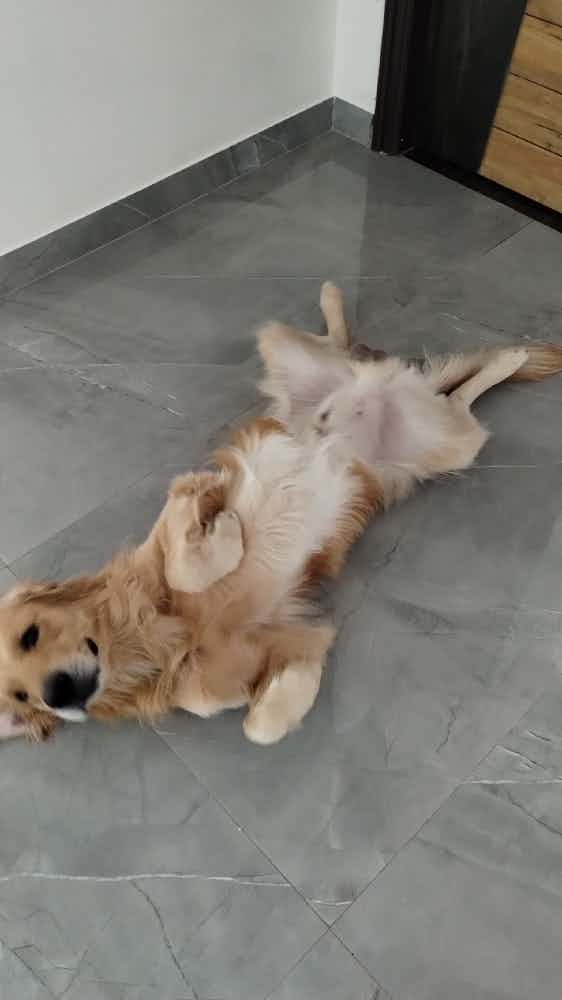 Kiyo is a super friendly 3 year old Golden Retriever. He loves going on car rides and walks. He's super energetic and always excited to meet new people.🐾
He's fully vaccinated and very healthy.

I'm looking for someone who can adopt and take really good care of him.

Location📍: Country club Yelahanka, Bangalore
Contact 📲: 9071354342