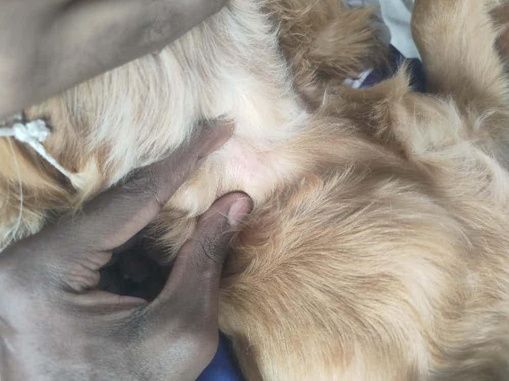 Ma'am my puppy got this redness near neck , is this due to collar?