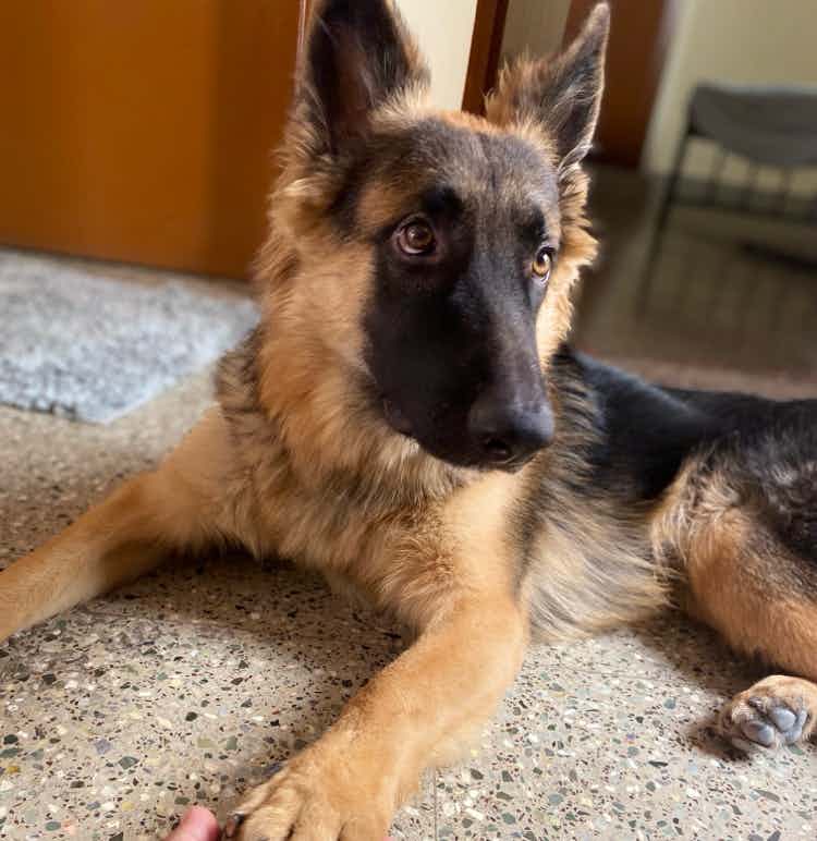 Chotu the german shepard is up for Adoption. Fully vaccinated.9 month old .