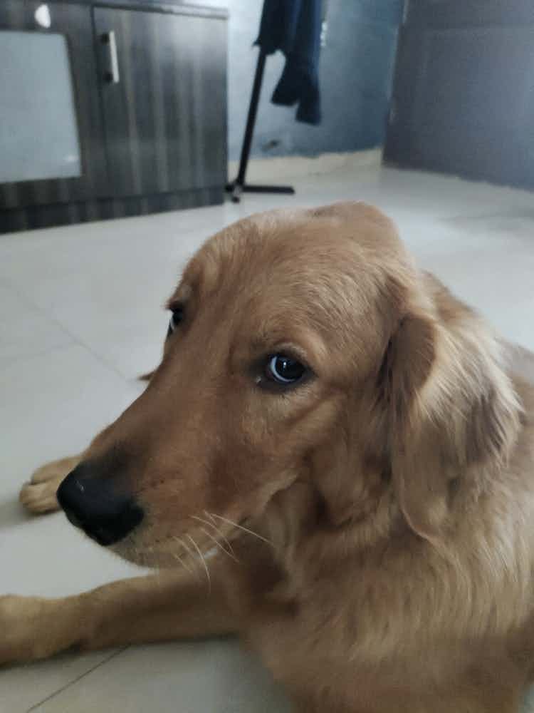 My dog Ginger got a lump in her head. 
It's now more than 1 week. 
It looks to me reduced a little bit
No pain
Soft lump
I saw her getting hurt by the coffee table but not sure. 
She is very active
Please suggest what to do