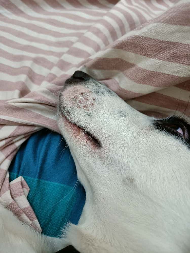 My dogs mouth has turned red. Earlier it was only around the lips, now it has spread. I'm concerned he may have some allergy. How to get allergies diagnosed?