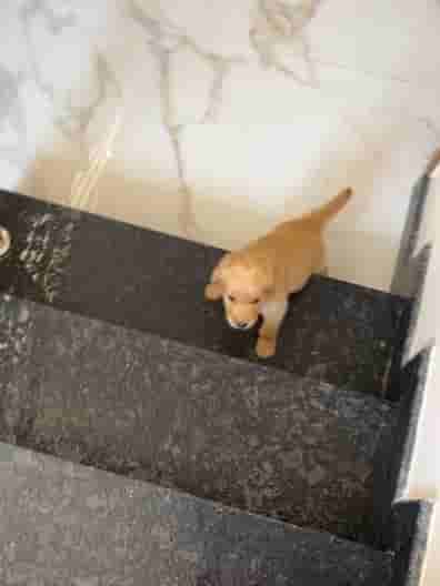 Are stairs shop bad for puppies