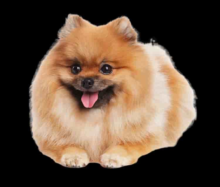 Pomeranian