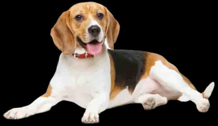 Beagle