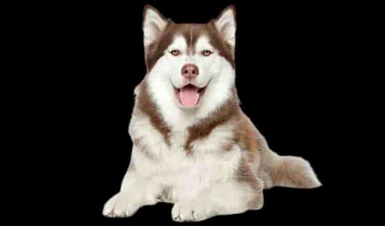 Siberian Husky