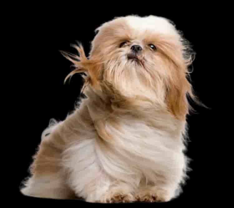 Shih Tzu