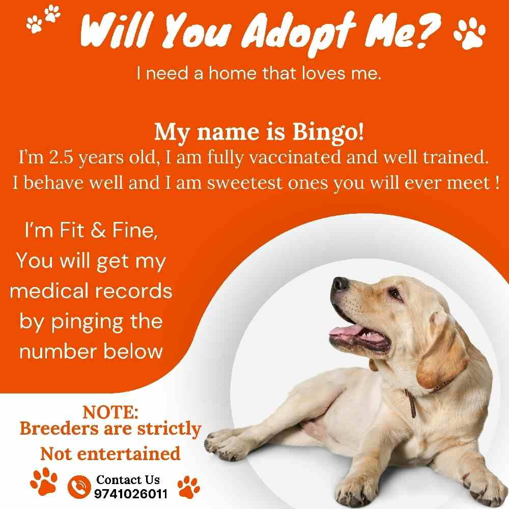 The other adopt me bingo