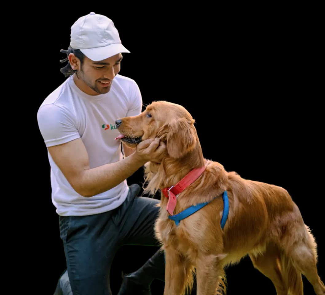 Best Cat Grooming in Bangalore