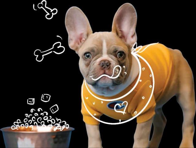 Pet Nutrition Consultation Service In Bangalore
