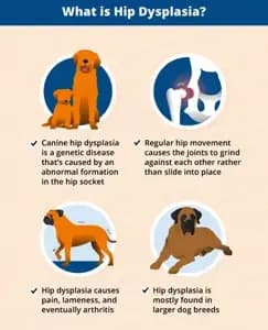 Hip Dysplasia in Dogs Care Prevention Treatment Blogs
