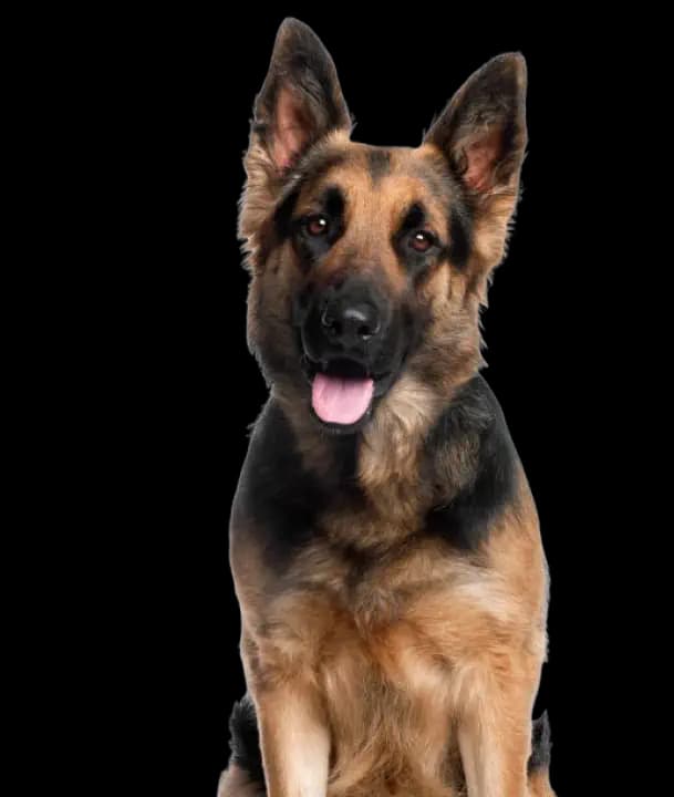 German Shepherd grooming tips