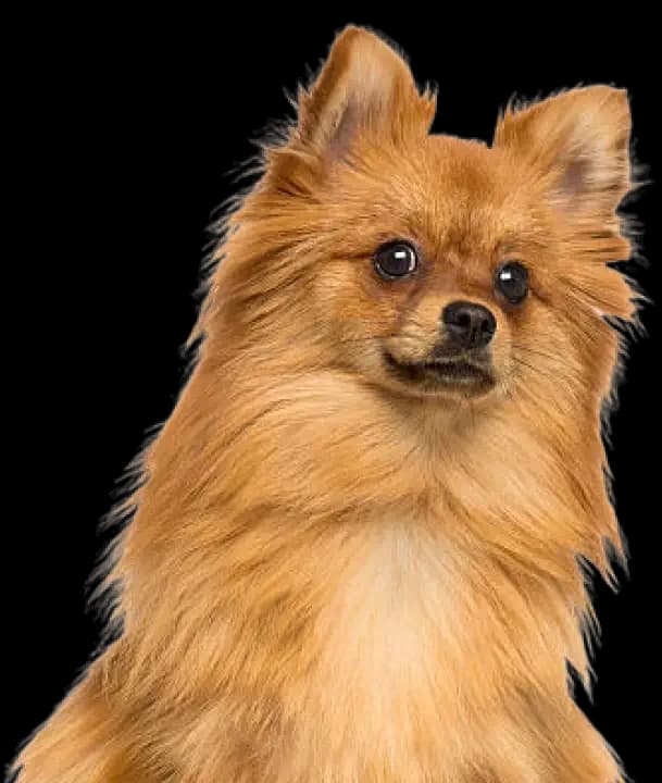 Pomeranians grooming tips