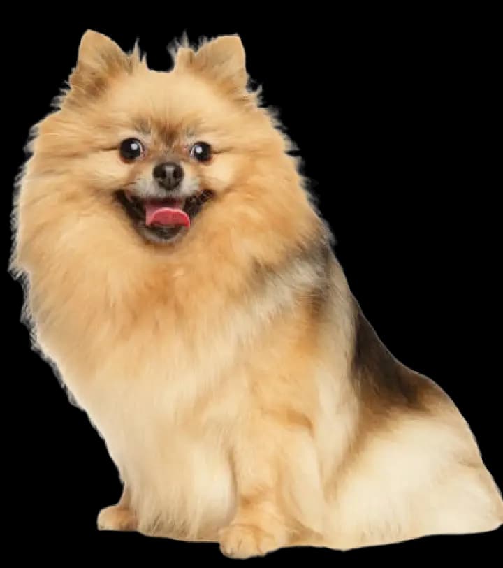 Dental care for Pomeranians