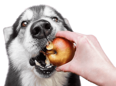 Nutrition Advice for German Shepherd