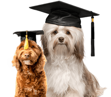 Guidance training for dog's in banglore