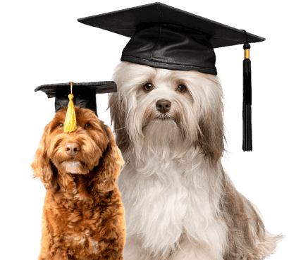 Guidance training for dog's in banglore