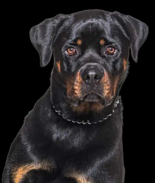 Rottweiler grooming tips