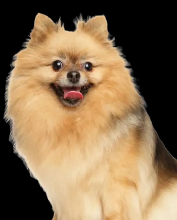 Dental care for Pomeranians