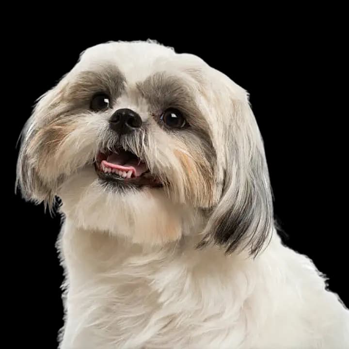 Dental care for Shih Tzu