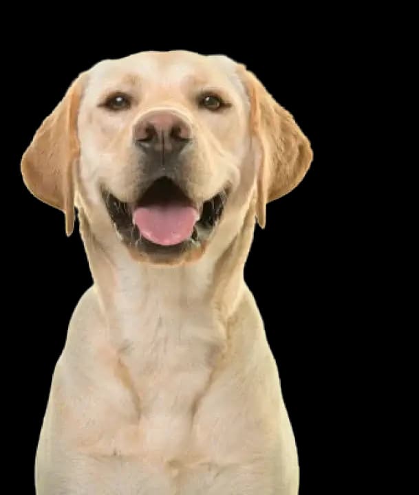 Labrador Retriever grooming tips