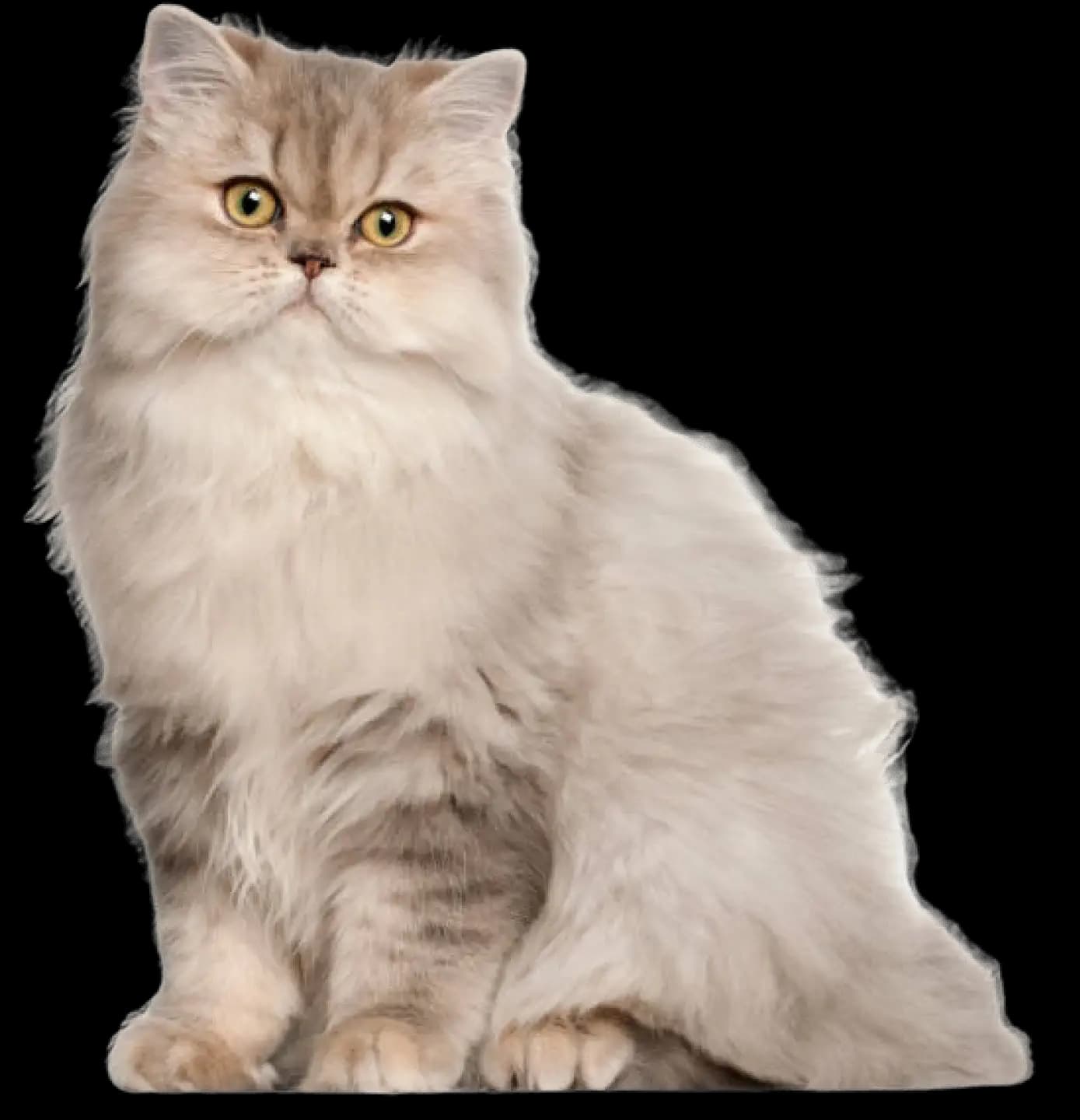 Persian Cat